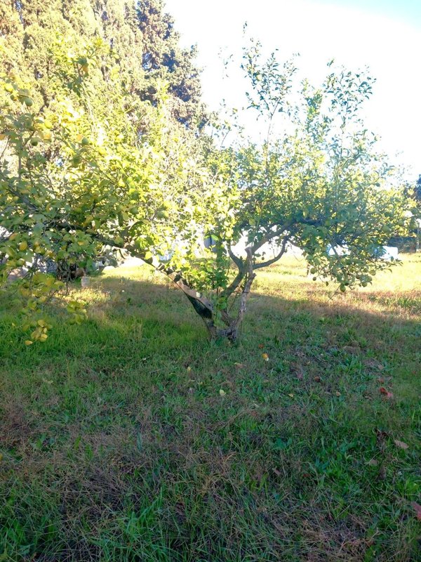villa in vendita ad Anzio