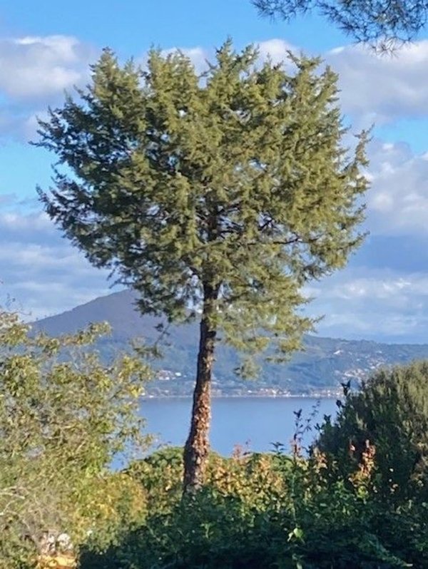 terreno agricolo in vendita a Bracciano