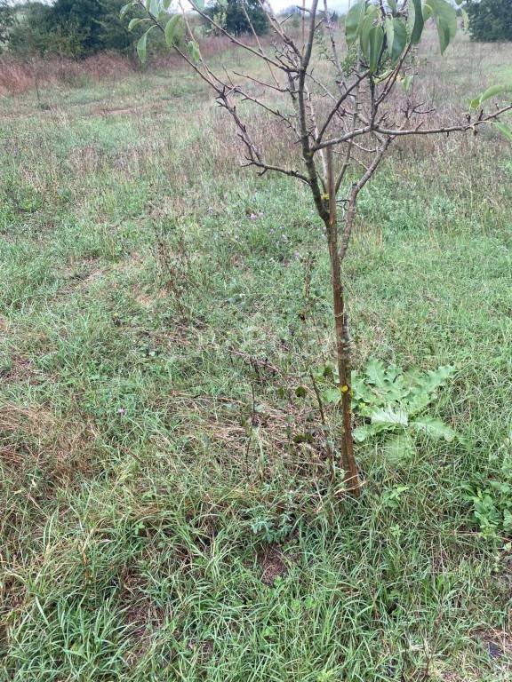 terreno agricolo in vendita a Campagnano di Roma