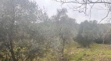 terreno edificabile in vendita a Campagnano di Roma