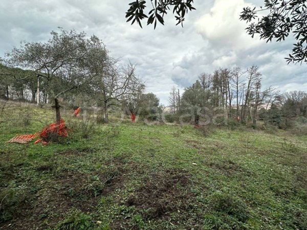 terreno agricolo in vendita a Canale Monterano