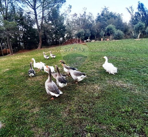 casa indipendente in vendita a Canale Monterano