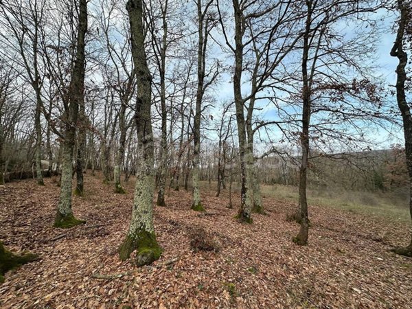 terreno agricolo in vendita a Canale Monterano