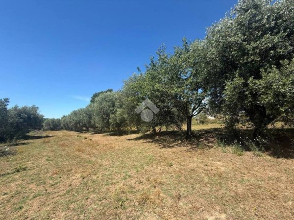 terreno agricolo in vendita a Canale Monterano in zona Montevirginio