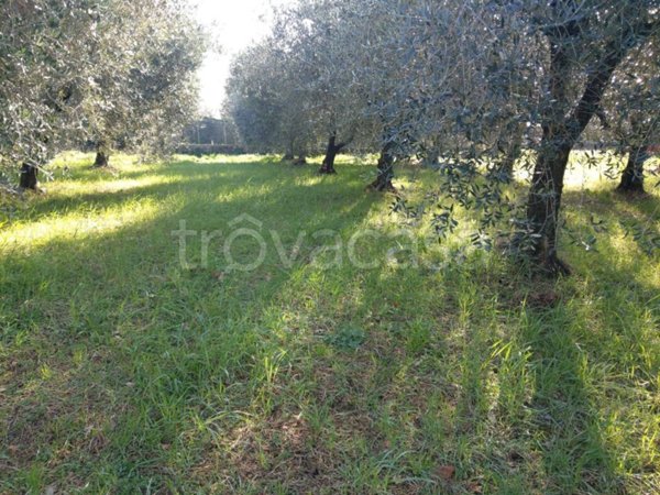 terreno agricolo in vendita a Castel Madama