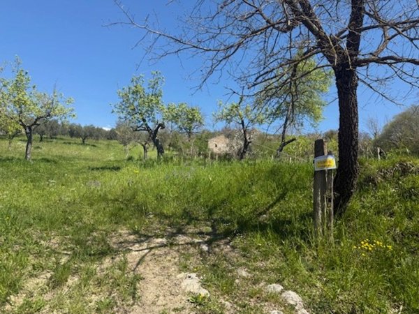terreno agricolo in vendita a Castel Madama