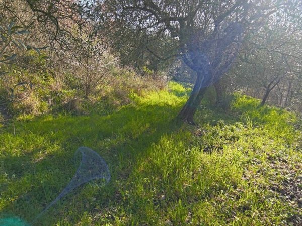 terreno agricolo in vendita a Castel Madama