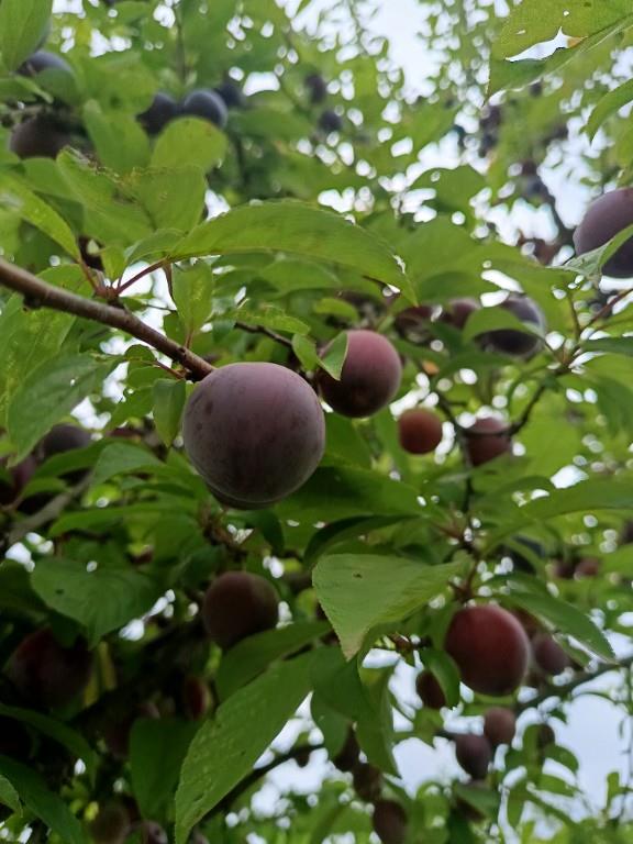 terreno agricolo in vendita a Castel Madama