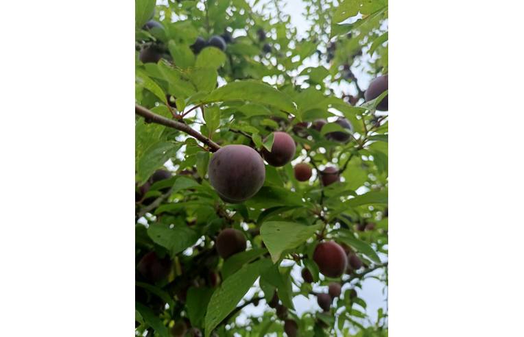 terreno agricolo in vendita a Castel Madama