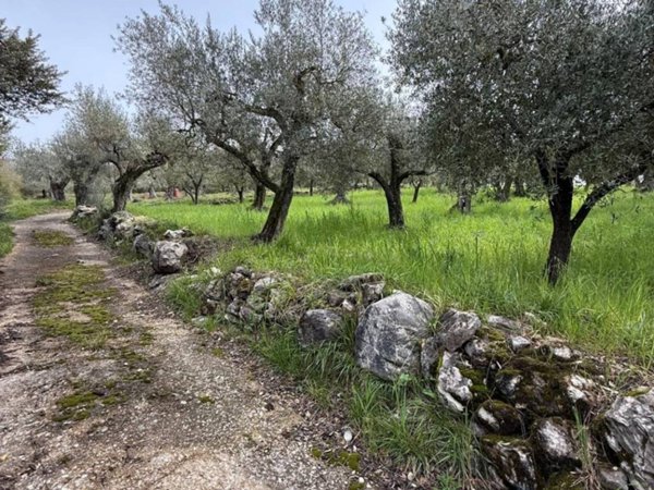 terreno agricolo in vendita a Castel Madama