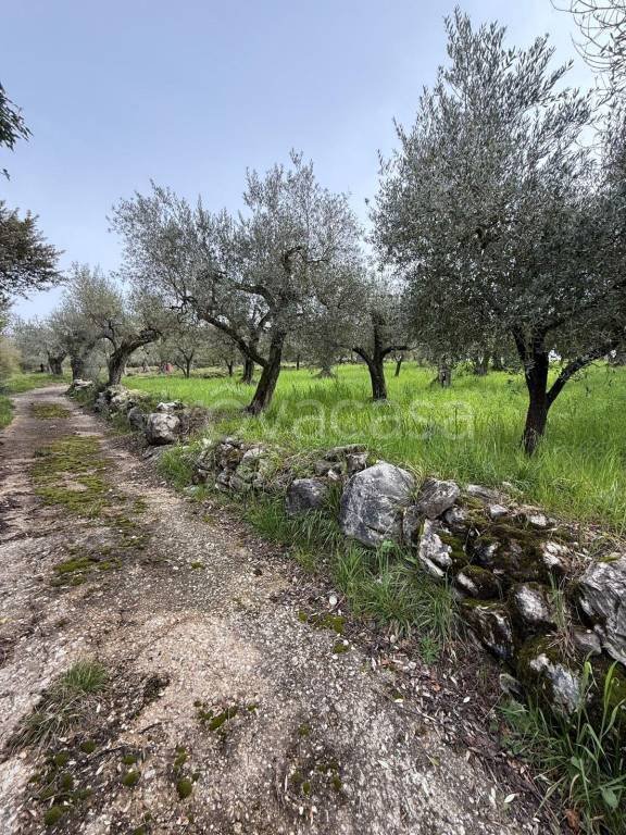 terreno agricolo in vendita a Castel Madama