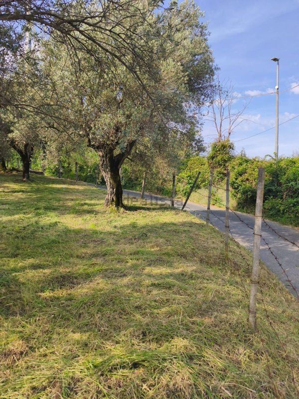terreno agricolo in vendita a Castel Madama in zona Valle Caprara