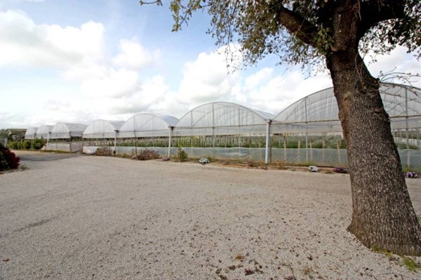 terreno agricolo in vendita a Cerveteri in zona Centocorvi