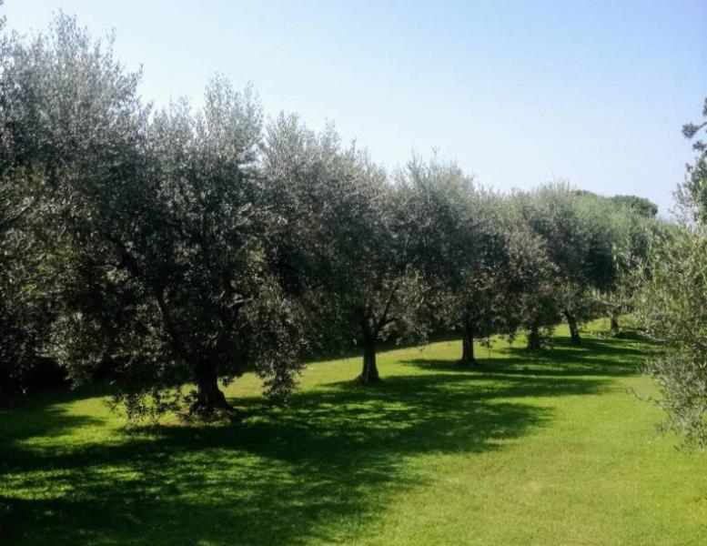 casa indipendente in vendita a Cerveteri in zona Gricciano