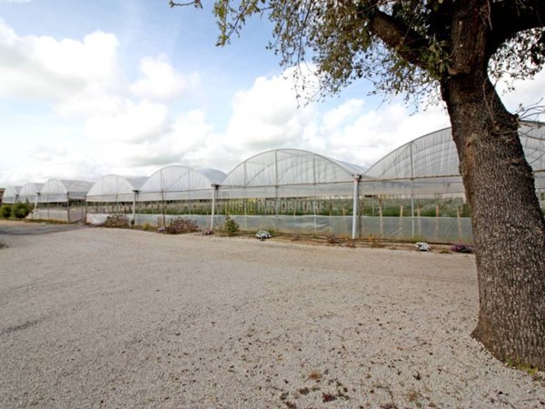 terreno agricolo in vendita a Cerveteri in zona Furbara