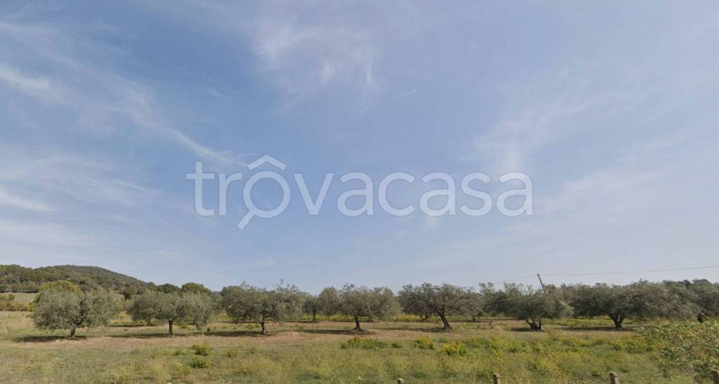 terreno agricolo in vendita a Cerveteri in zona Gricciano