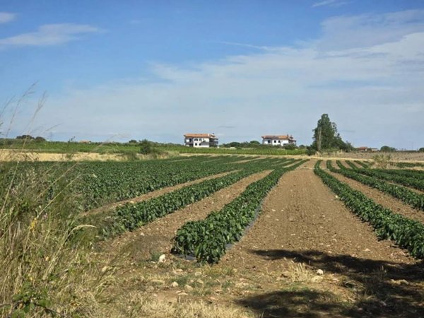 terreno agricolo in vendita a Cerveteri in zona Furbara
