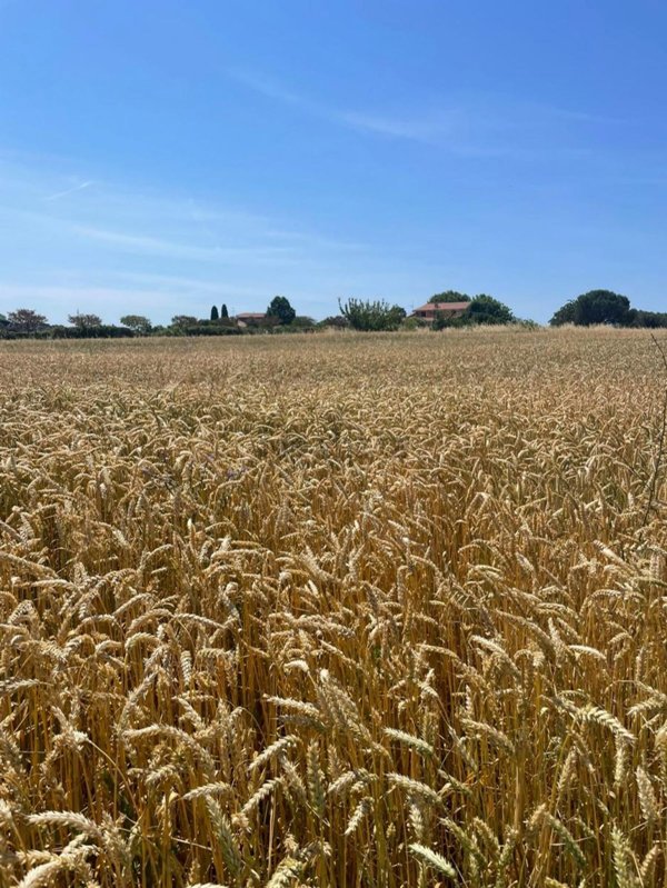 terreno agricolo in vendita a Cerveteri