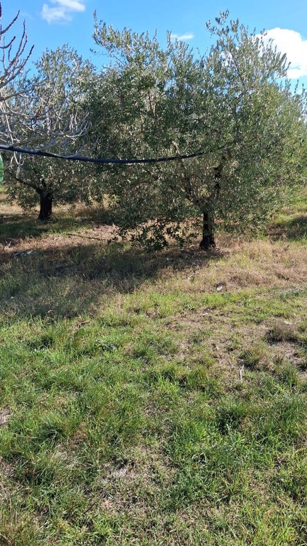 terreno agricolo in vendita a Cerveteri in zona Centocorvi