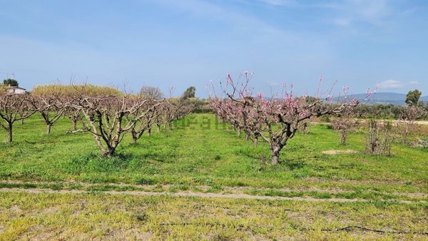 terreno agricolo in vendita a Cerveteri