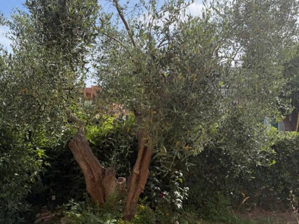 casa indipendente in vendita a Cerveteri in zona Cerenova