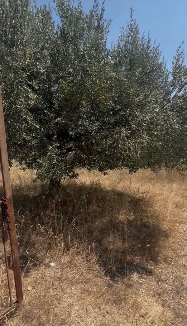 terreno in vendita a Cerveteri