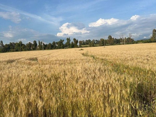 terreno agricolo in vendita a Civitavecchia