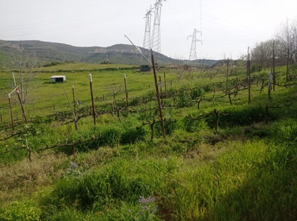 terreno agricolo in vendita a Civitavecchia