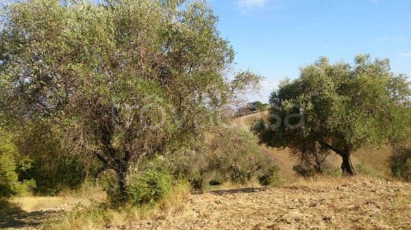 terreno agricolo in vendita a Civitella San Paolo