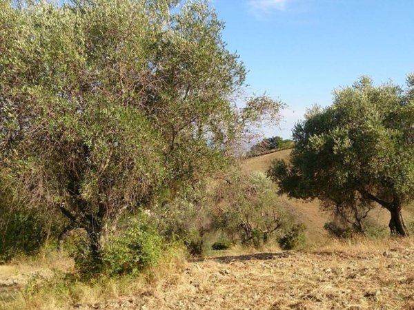 terreno agricolo in vendita a Civitella San Paolo