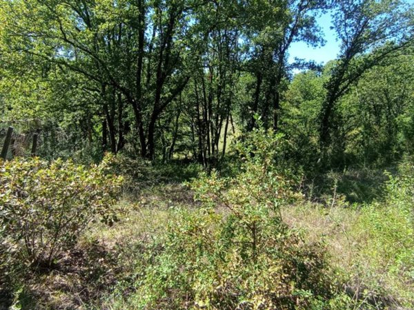 terreno agricolo in vendita a Civitella San Paolo
