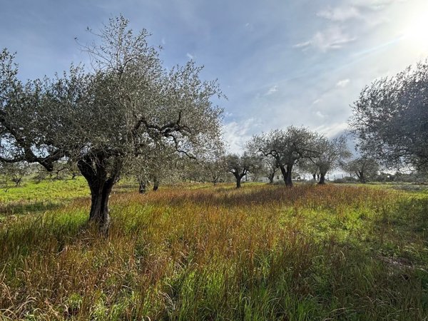 terreno agricolo in vendita a Civitella San Paolo