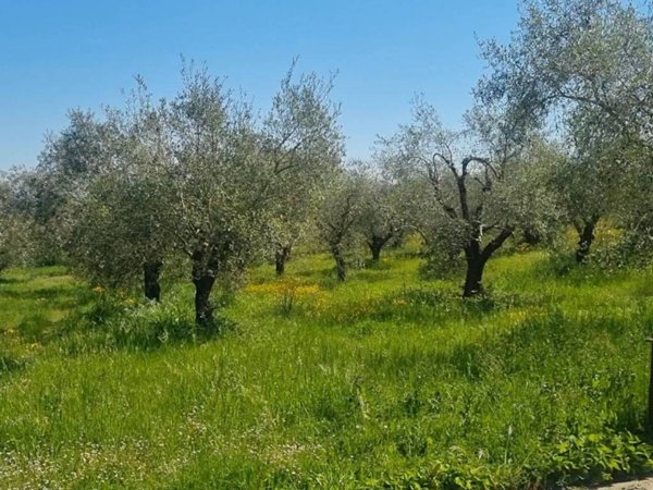 terreno agricolo in vendita a Fiano Romano