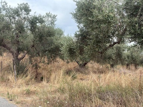 terreno agricolo in vendita a Formello