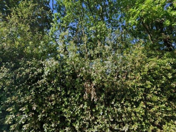 casa indipendente in vendita a Formello