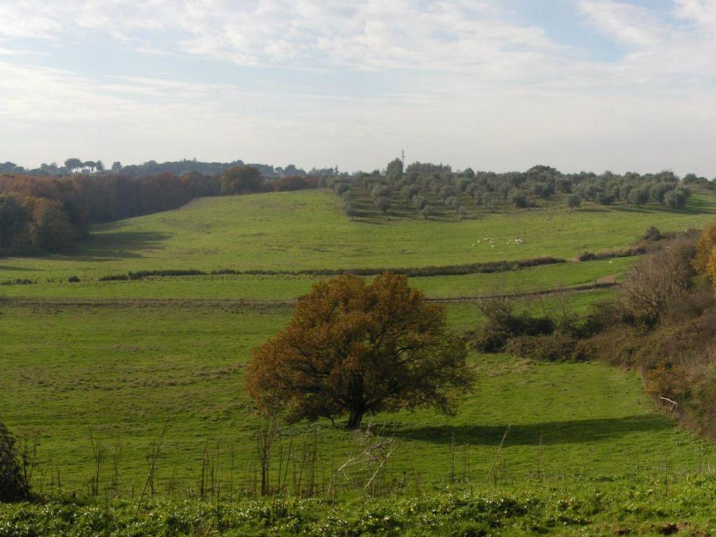 terreno in vendita a Formello