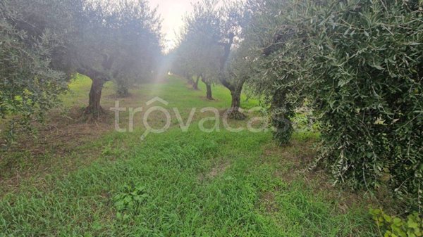 terreno agricolo in vendita a Frascati