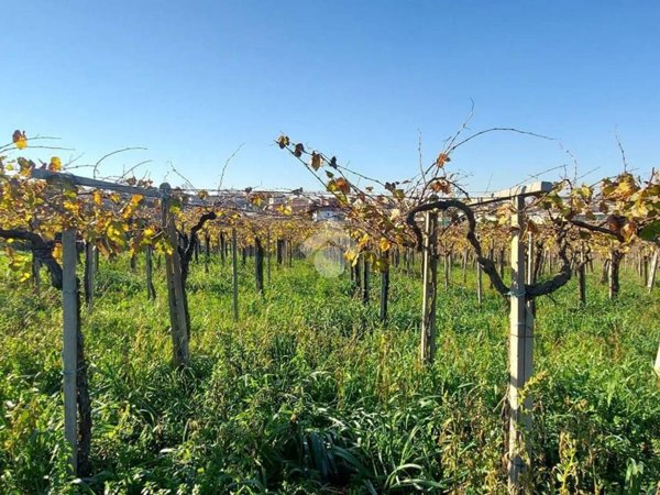 terreno agricolo in vendita a Frascati