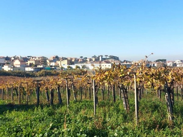 terreno agricolo in vendita a Frascati