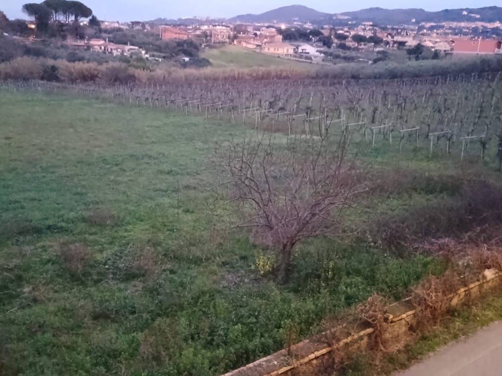 terreno agricolo in vendita a Frascati