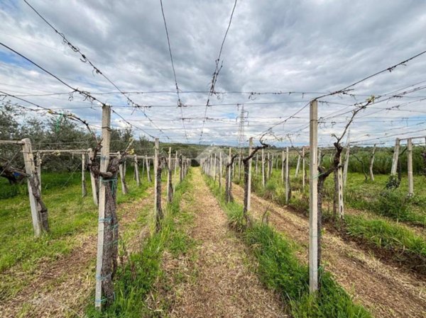 terreno agricolo in vendita a Frascati