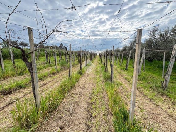 terreno agricolo in vendita a Frascati