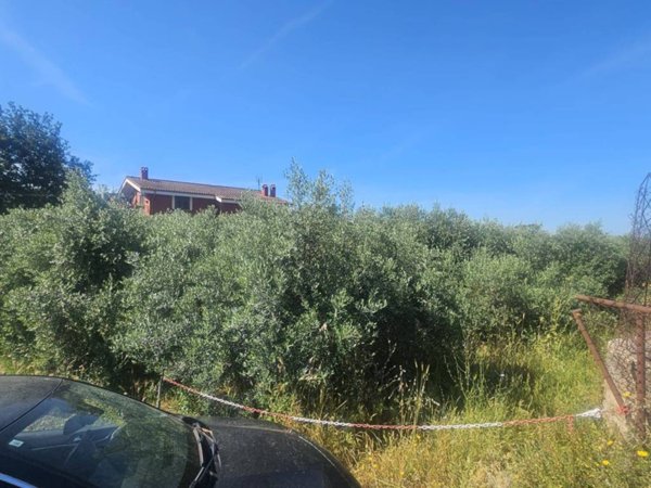 terreno agricolo in vendita a Frascati in zona Cisternole