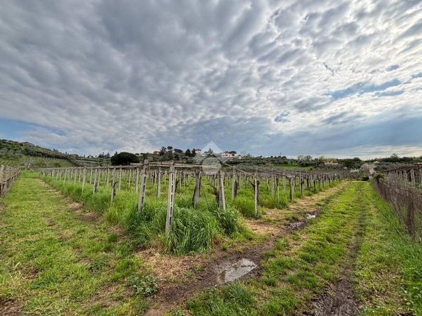 terreno agricolo in vendita a Frascati in zona Pantano Secco