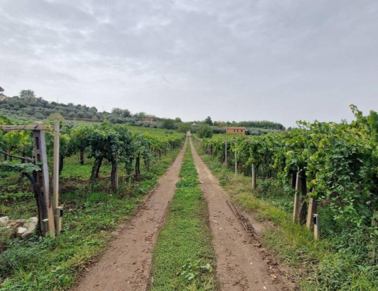 casa indipendente in vendita a Frascati in zona Cisternole