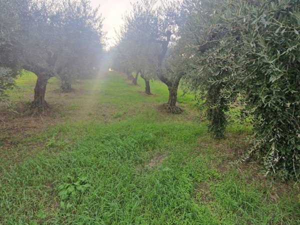 terreno agricolo in vendita a Frascati