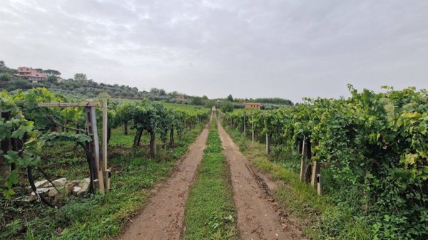 casale in vendita a Frascati in zona Cisternole