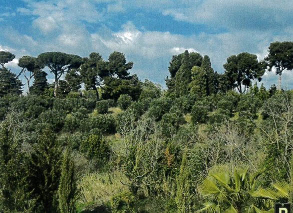 terreno agricolo in vendita a Frascati