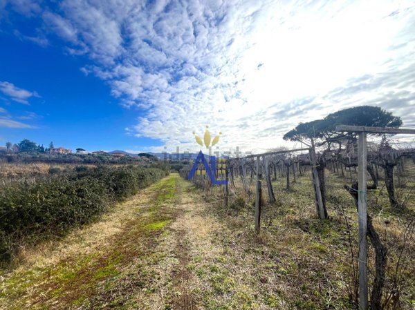 terreno agricolo in vendita a Frascati