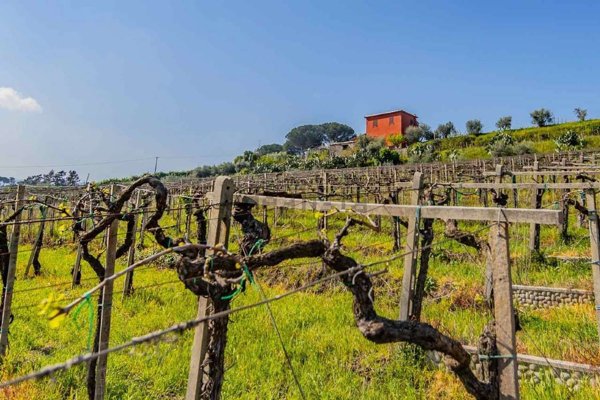 casa indipendente in vendita a Frascati